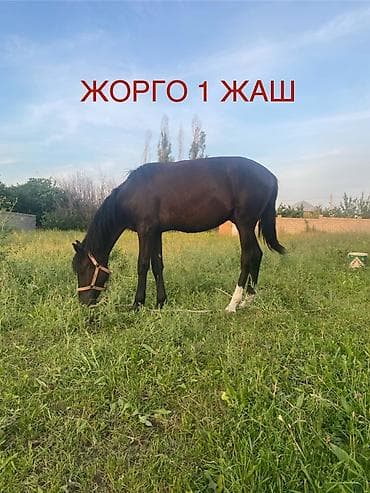 щенки белгийскоц овчарки: Продаю | Жеребенок | Кара Жорго | Для разведения — 1