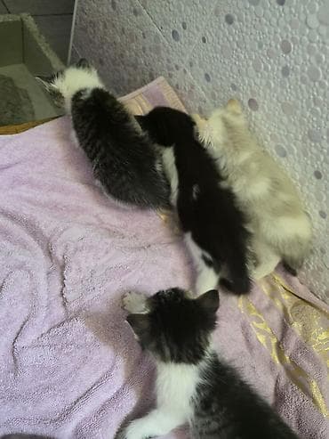 Котята, помёт из нескольких малышей. Окрас разный: - бело‑чёрные — 3