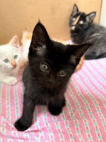 Животные: Котята, помёт разноокрасочный. - Окрас: белый с голубыми глазами — 3