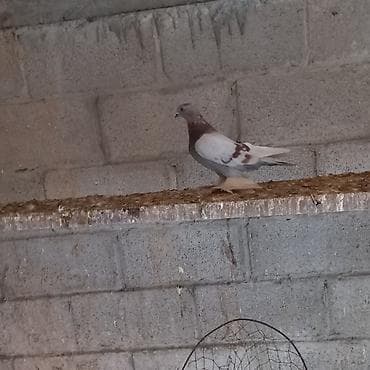 сколько стоят попугаи волнистые: Продаётся Пискун Сиреневый голубь не гоненные — 2