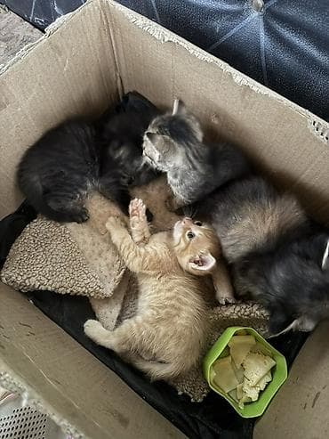 Животные: Отдаем котят в добрые руки одна девочка и три мальчика . Мама породы — 1