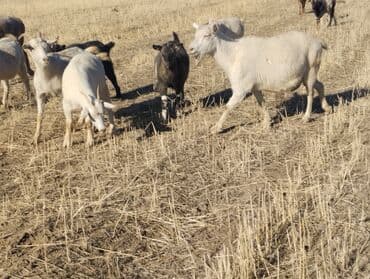 сколько стоит коза дойная купить: Продаю | Коза (самка) | На забой, Для молока — 10