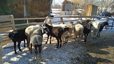 Айыл-чарба жаныбарлары: Сатам | Кочкор (эркек) | Аргын | Көбөйтүү үчүн | Бычылган — 8