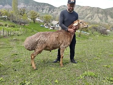 кичинекей мышык: Сатам | Кочкор (эркек) | Көбөйтүү үчүн | Асыл тукумдуу — 1