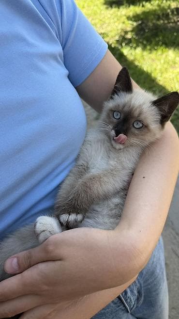 сямская кошка: Котёнок с окраcом колор-пойнт (сиамского типа). 2,5 месяца мальчик — 2