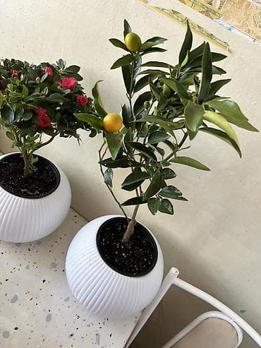 лимон комнатный: Комнатные растения в декоративных горшках - Азалия с махровыми — 4