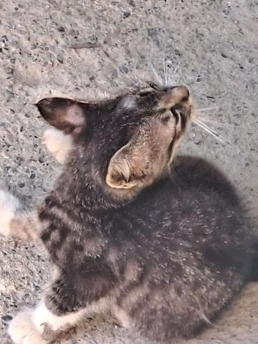 кошка кот: Отдам бесплатно девочка подобрала у дома Котёнок серо-тигрового окраса — 3