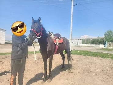 кунаи: Продаю | Конь (самец) | Рабочий — 3