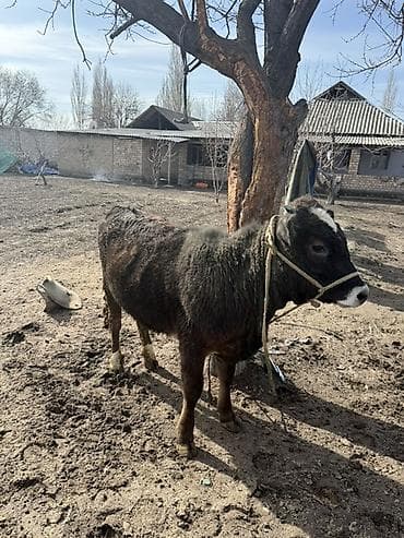 кошка сокулук: Сатам | Кунаажын, Музоо | Аргын | Байланган — 2