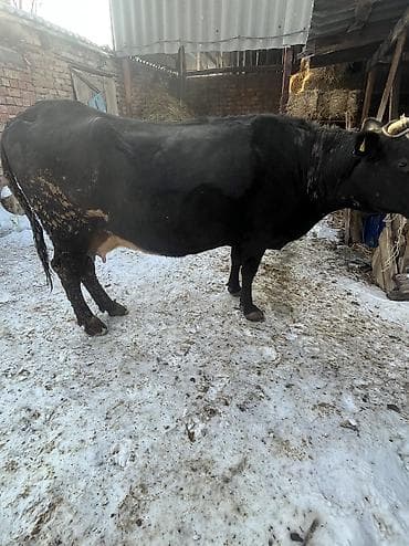 молоко для телят: Продаю | Корова (самка) | Для молока | Привязанные — 6