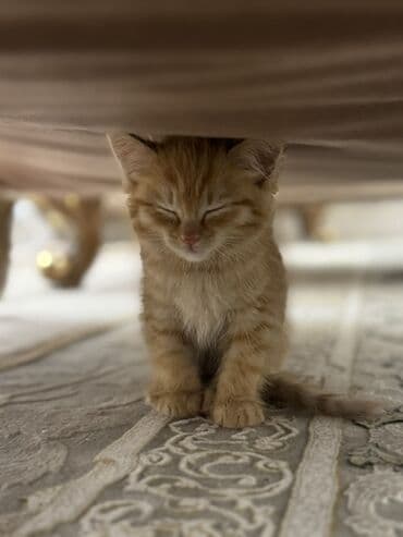 кошка золотая шиншилла: Беспородная, 2 месяца, Девочка, Рыжий, С прививками — 1
