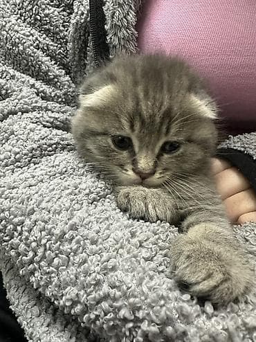продажа котят: Шотландский вислоухий котёнок (Scottish Fold) - Окрас: серебристый — 3