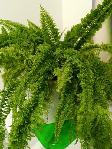 часы бишкек: Папоротник. взрослое,хорошо укоренённыое растение. вырос в домашних — 3
