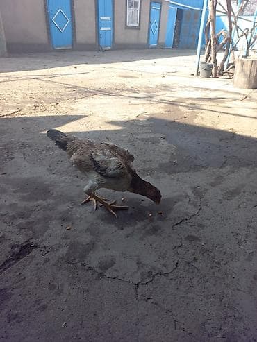 арашан ко: Сатам | Тооктор | Тебиштирүүчү | Көбөйтүү үчүн — 2