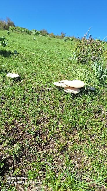 быки на мясо: Съедобные грибы – белые «лепёшки» (полевые шмпиньоны/лугова́я форма) — 7