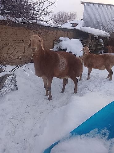 үй жаныбарлары: Сатам | Кочкор (эркек) | Арашан | Көбөйтүү үчүн | Жасалма жол менен боозутуу — 6