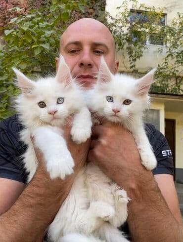 продажа породистых кошек: Мейн кун котята эксклюзивного окраса, в продаже есть мальчики и — 3