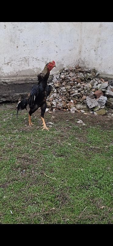 Үй жаныбарлары: Сатам | Короздор | Кохинхин | Көбөйтүү үчүн — 1