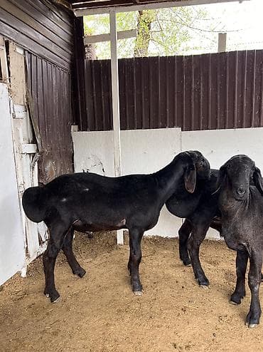 купить сову: Продаю | Баран (самец) | Эдильбаевская | Для разведения | Племенные — 8