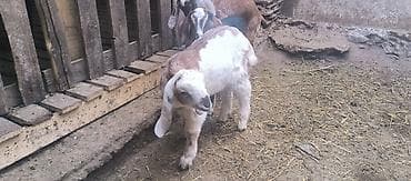 Үй жаныбарлары: Сатам | Улак | Аргын | Көбөйтүү үчүн — 7