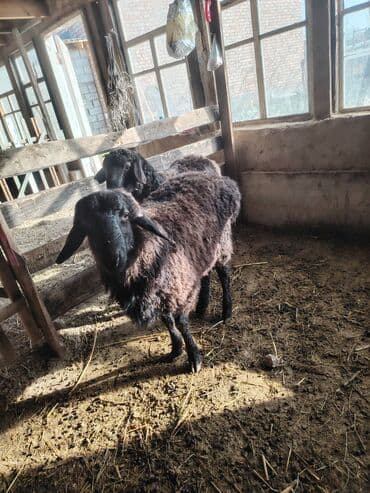 бенгал вязка: Продаю | Ягненок, Баран (самец) | Полукровка — 2