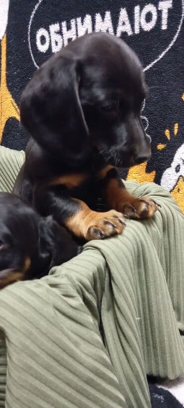 купить собаку в бишкеке: Такса, 2 месяца, Самец, С родословной — 3