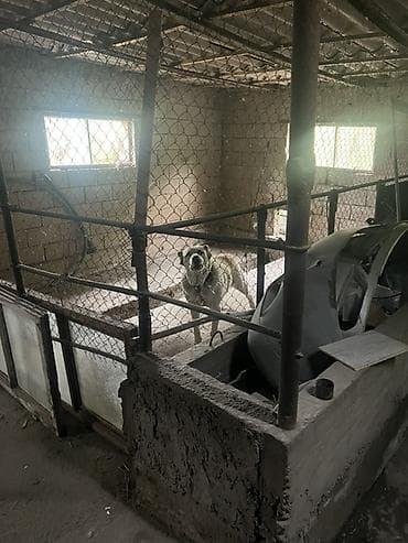 Алабай, 6 месяцев, Самка