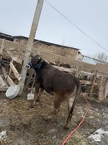 собаки щпиц: Продаю | Бык (самец) | На откорм | Привязанные — 2