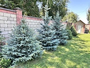 Голубая ель (Picea pungens ‘Glauca’) — зрелые декоративные экземпляры — 1