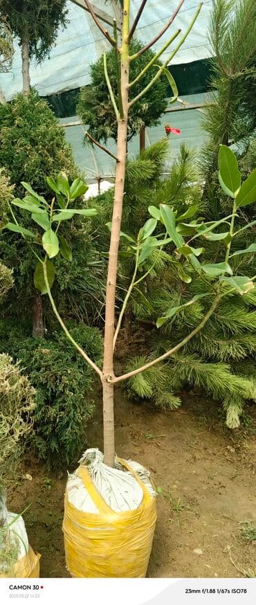 продажа рассады: Көчөттөр гүлдүн — 13