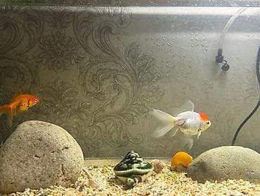 корм рыбы: Продаются рыбки.
Золотое по 500сом
Панда попугай по 150сом — 3