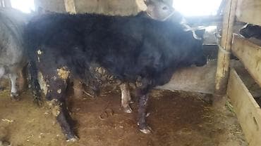 манчкин кошка: Продаю | Бык (самец) | На откорм | Привязанные — 4