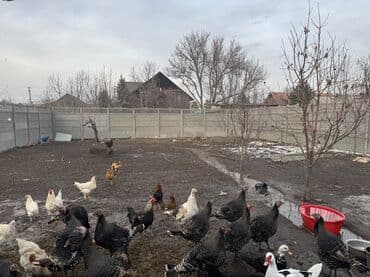 нижнее ала арча: Дом, 70 м², 5 комнат, Собственник, Косметический ремонт — 7