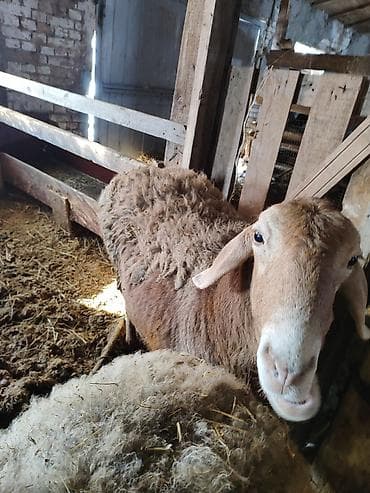 английский тай: Продаю | Овца (самка) | Для разведения | Матка — 9