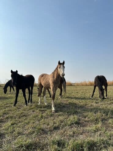 тюк пресс: Продаю | Жеребенок, Кобыла (самка), Жеребец | Кара Жорго | Для разведения, На забой, Рабочий — 29