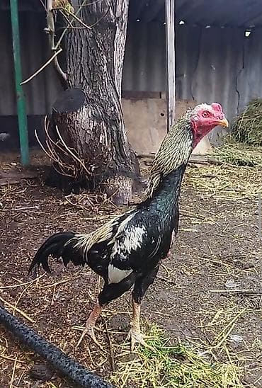 собаки для охраны: Продаю | Петух | Бойцовая | Для разведения — 3