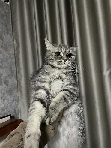 котенок в добрые руки: Британские короткошёрстные котята, окрас серебристый табби — 1
