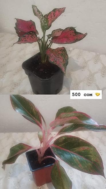 Дом и сад: Комнатные растения в горшках: - Антуриум (красные соцветия, глянцевые — 3