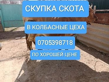 Куплю | Коровы, быки, Лошади, кони | Круглосуточно, Любое состояние, Забитый at lalafo.kg Куплю | Коровы, быки, Лошади, кони | Круглосуточно, Любое состояние, Забитый
