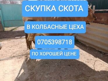 дом животных: Куплю | Коровы, быки, Лошади, кони | Круглосуточно, Любое состояние, Забитый — 1