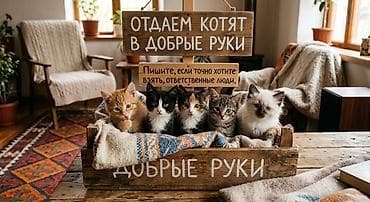белый кошка: Отдаются котята в добрые руки. Очаровательные малыши разных окрасов — 1