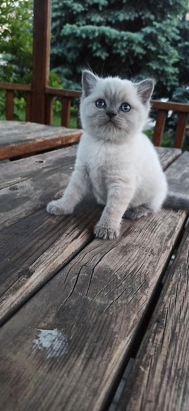 британцы котята: Британские короткошерстные котята с голубыми глазами, окраса поинт — 4