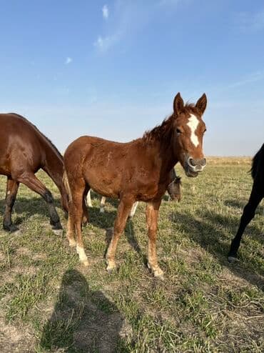 тюк пресс: Продаю | Жеребенок, Кобыла (самка), Жеребец | Кара Жорго | Для разведения, На забой, Рабочий — 14