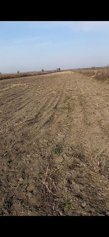 50 соток, Для сельского хозяйства at lalafo.kg 50 соток, Для сельского хозяйства