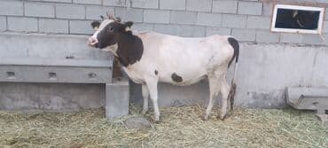 корова дойный: Продаю | Корова (самка) | Полукровка | Для молока, Для разведения | Стельные, Искусственник, Племенные — 1