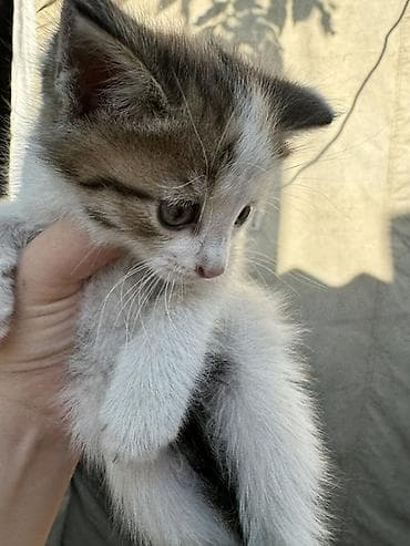 ат жаныбар: Котята, помёт из нескольких малышей. Описание: - Окрас на выбор — 4