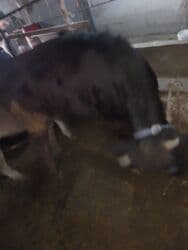 дома для кошек: Байланган кунажын — 4