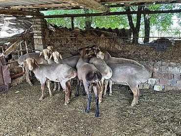романский кой: Продаю | Овца (самка) | Гиссарская, Полукровка, Арашан | Для разведения | Племенные — 3