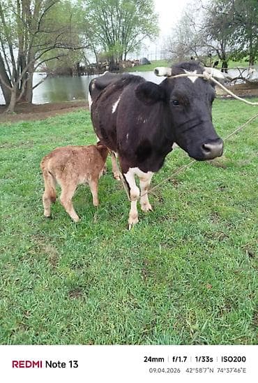 узи коров: Продаю | Корова (самка) | Полукровка | Для молока | Привязанные — 7