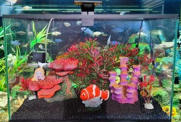 аквариумная рыбка: Аквариум новый с декорациями и оборудованием объём 50 л — 4